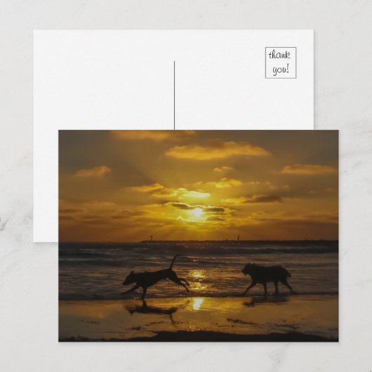 夏の犬日 ポストカード (正面/裏面)