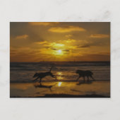 夏の犬日 ポストカード (正面)