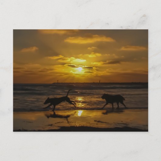 夏の犬日 ポストカード (正面)