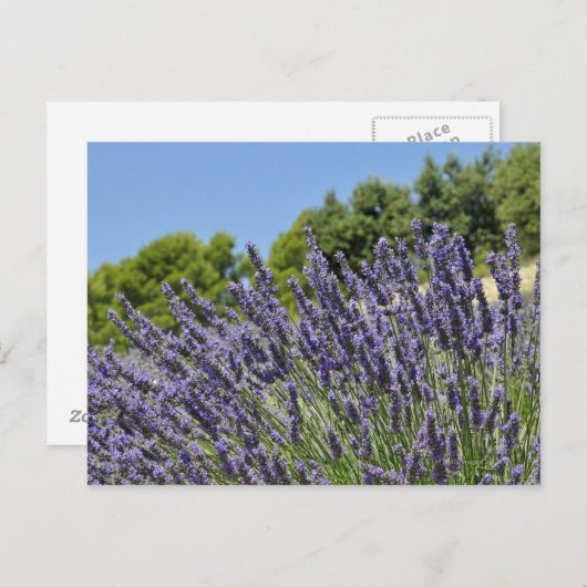 夏の畑にラベンダーの花プロヴァンス ポストカード (正面/裏面)