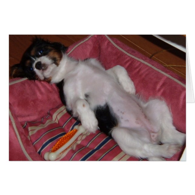 夏の盛暑期 (正面横)