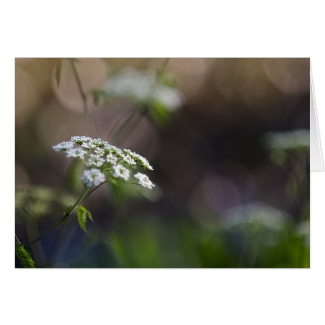 夏の終わりのレース (正面横)