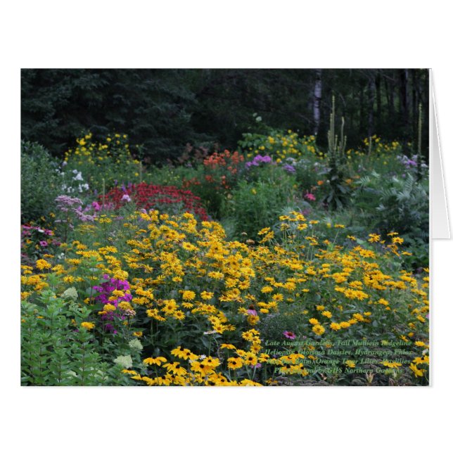 夏の終わり高いMullein Ridgeline (正面横)