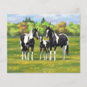 夏の絵を描牧草地の黒いピント四分の馬 (正面)