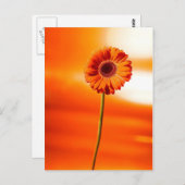 夏の美しい花 ポストカード (正面/裏面)