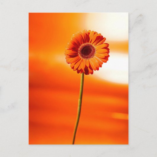 夏の美しい花 ポストカード (正面)