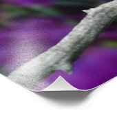 夏の羽毛のアメリカ人の金魚のオス フォトプリント            (角)