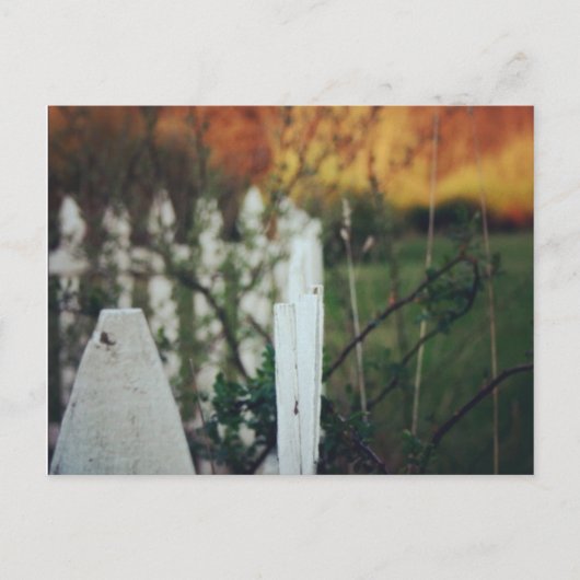 夏の至 ポストカード (正面)