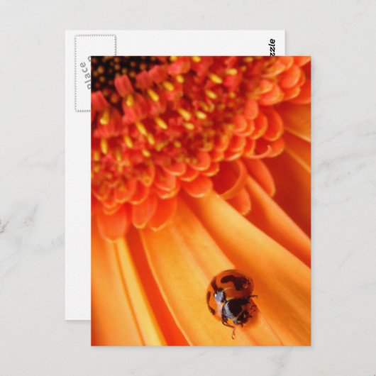 夏の色 ポストカード (正面/裏面)