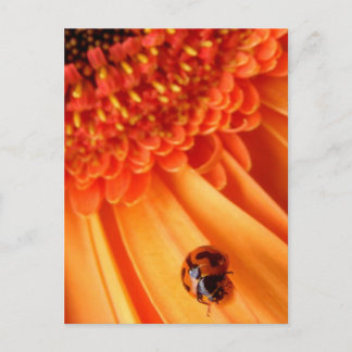 夏の色 ポストカード