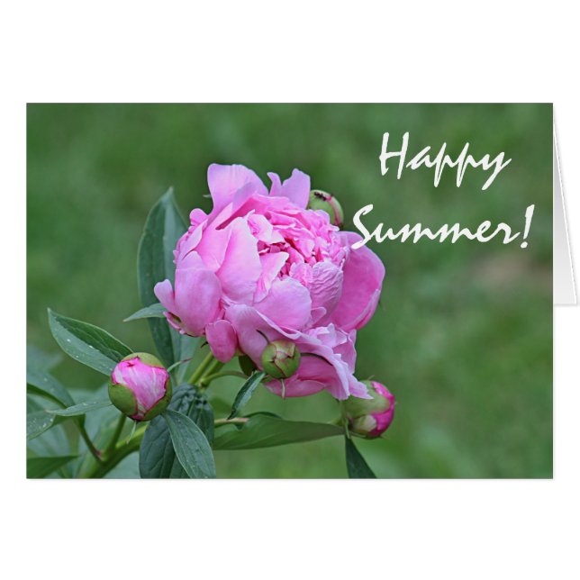 夏の花の写真 (正面横)