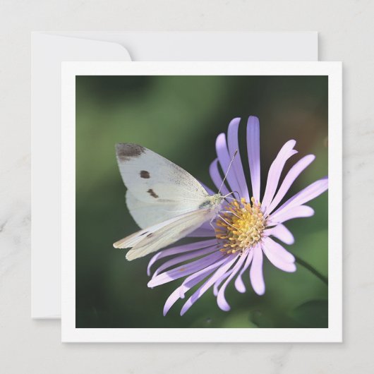 夏の花の蝶フラットグリーティングカード カード (正面)