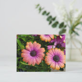 夏の花はがき ポストカード (スタンド正面)