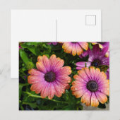 夏の花はがき ポストカード (正面/裏面)