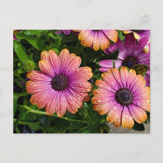 夏の花はがき ポストカード (正面)