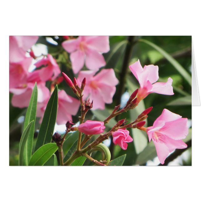 夏の花 (正面横)