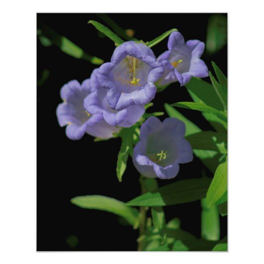 夏の花1 フォトプリント            (正面)