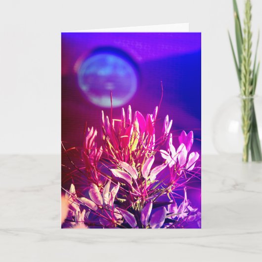 夏の花 カード (正面)