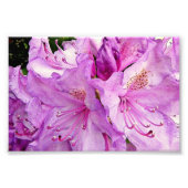 夏の花 フォトプリント            (正面)