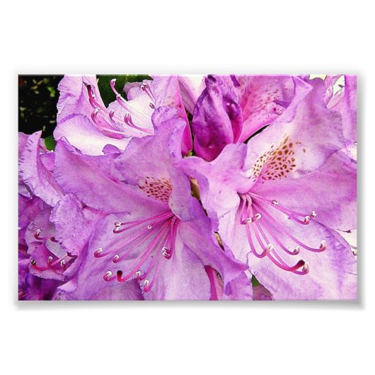 夏の花 フォトプリント            (正面)