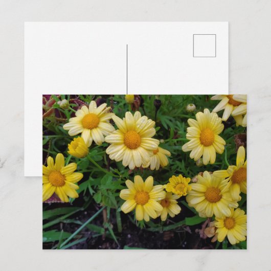 夏の花 ポストカード (正面/裏面)