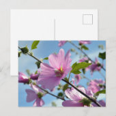 夏の花(木のマロ) ポストカード (正面/裏面)