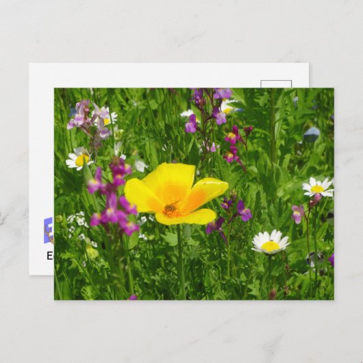 夏の花DIYはがき ポストカード (正面/裏面)