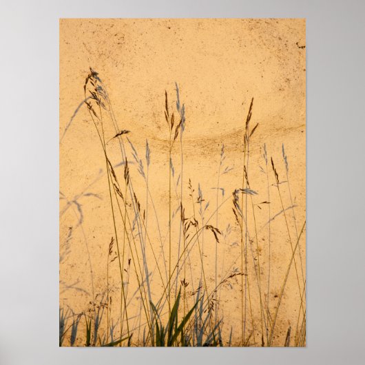 夏の草と影はがき ポスター (正面)