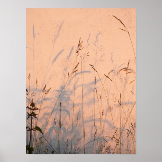 夏の草と影はがき ポスター (正面)