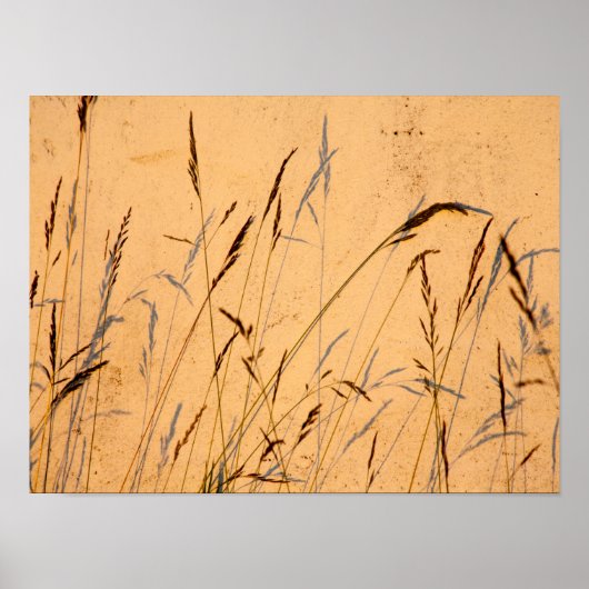 夏の草と影はがき ポスター (正面)