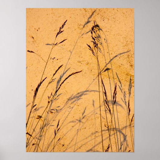 夏の草と影はがき ポスター (正面)