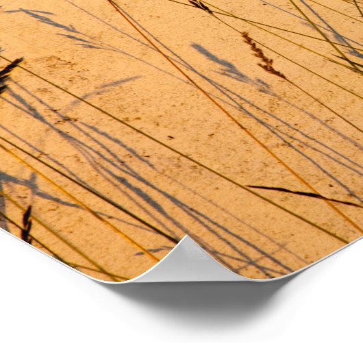 夏の草と影はがき ポスター (角)