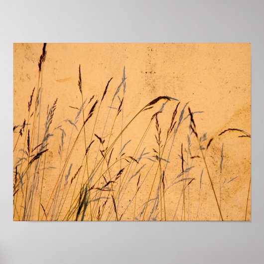 夏の草と影はがき ポスター (正面)