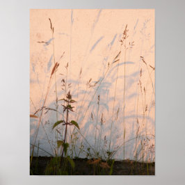 夏の草と影はがき ポスター
