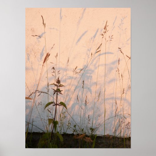 夏の草と影はがき ポスター (正面)