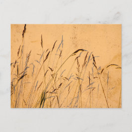夏の草と影 ポストカード