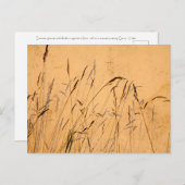 夏の草と影 ポストカード (正面/裏面)