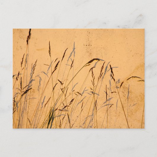 夏の草と影 ポストカード (正面)