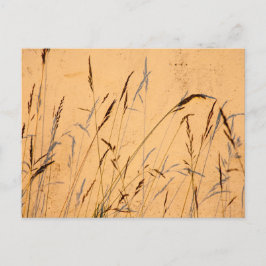 夏の草と影 ポストカード