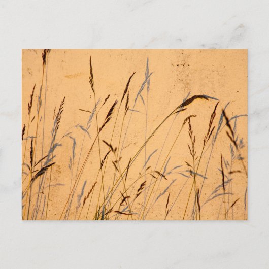 夏の草と影 ポストカード (正面)