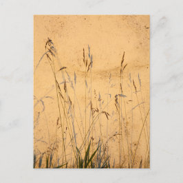 夏の草と影 ポストカード