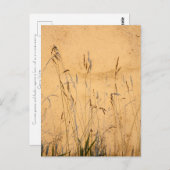 夏の草と影 ポストカード (正面/裏面)