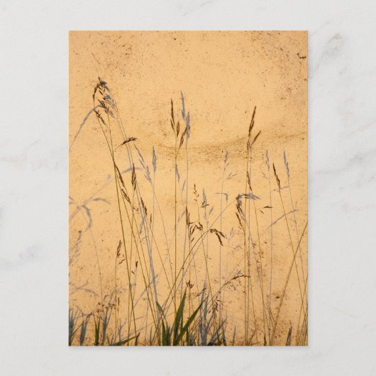 夏の草と影 ポストカード (正面)