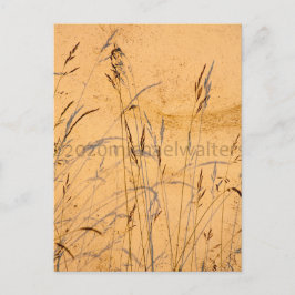 夏の草と影 ポストカード