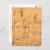 夏の草と影 ポストカード (正面/裏面)