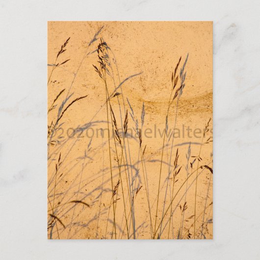 夏の草と影 ポストカード (正面)