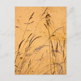 夏の草と影 ポストカード