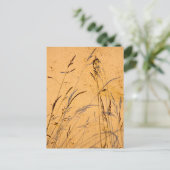 夏の草と影 ポストカード (スタンド正面)