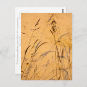 夏の草と影 ポストカード (正面/裏面)