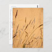 夏の草と影 ポストカード (正面/裏面)